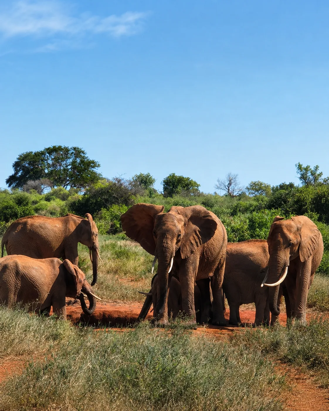 Personalized Safari Packages
